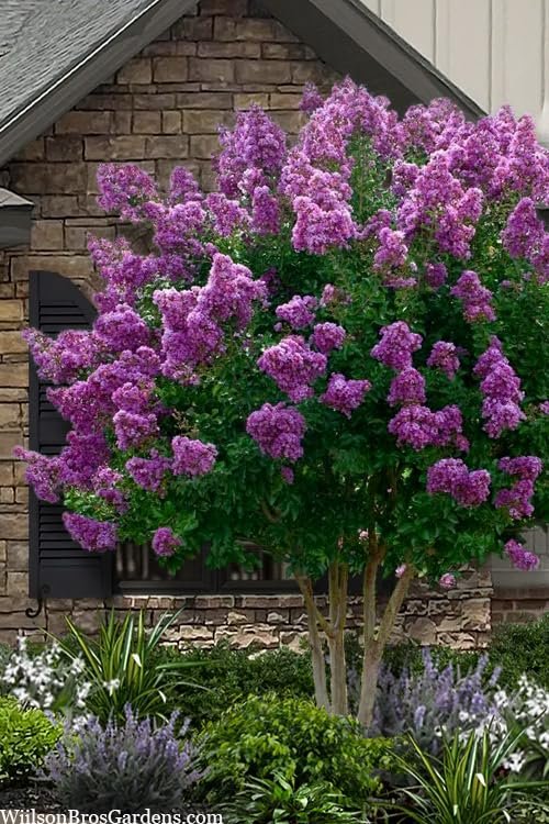 Crape Myrtle Twilight | Live Plants | Deep Purple Blooms, Premium Live Plant, Ornamental Garden Centerpiece for Stunning Seasonal Displays