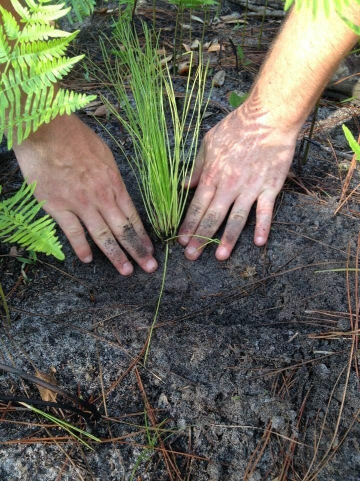 Longleaf Pine Tree | Live Plants | Pines Palustris | Hardy Fast Growing Evergreen Eco-Friendly Trees