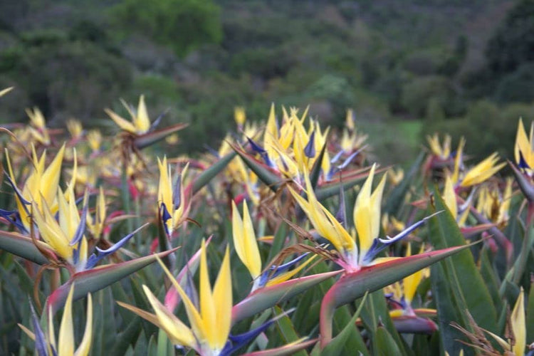 Yellow Bird of Paradise | Live Plants | Mandela's Gold | Strelitzia Reginae | Beautiful Rare Foliage Specimen