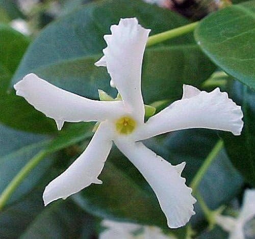 Star Confederate Jasmine I Large Gallon Size Plants I Trachelospermum Jasminoides I Live Fragrant White Star-Shaped Flowers, Perfect for Trellises, Fences, and Arbors