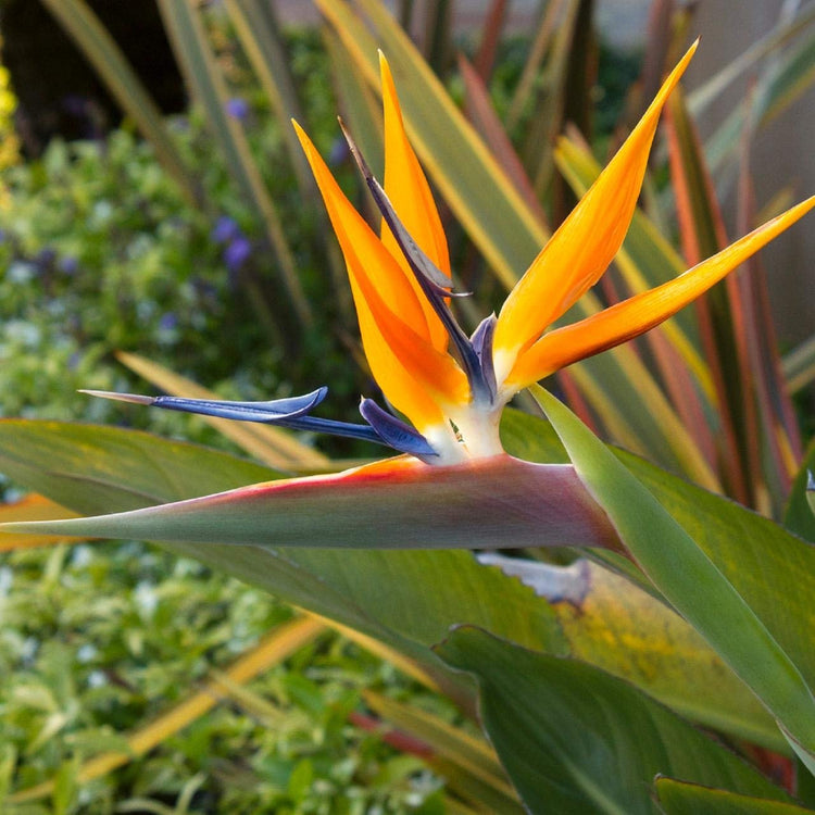 Orange Bird of Paradise | Strelitzia Reginae | Live Plants | Tropical Perennial Blooming Specimen