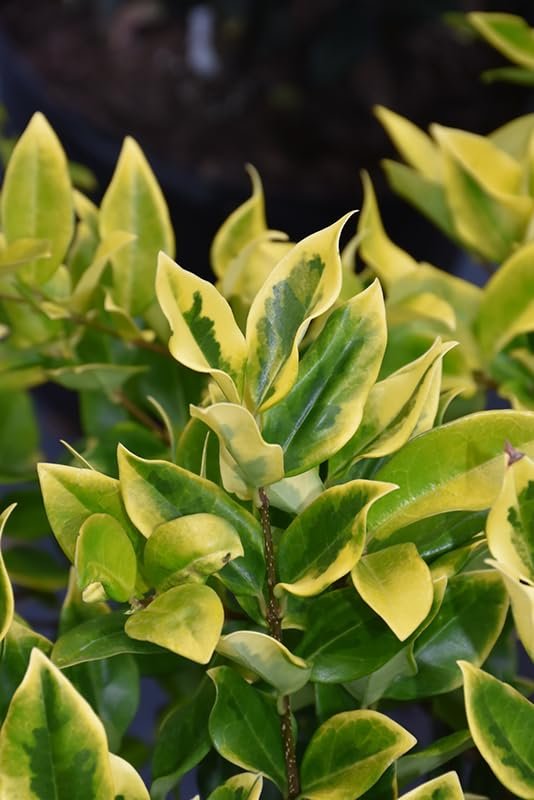 Ligustrum Japonicum Howardi I Large Gallon Size Plants I Variegated Privet Howard I Quality, Evergreen Japanese Privet Shrub for Ornamental Landscaping, Fast-Growing, Low-Maintenance