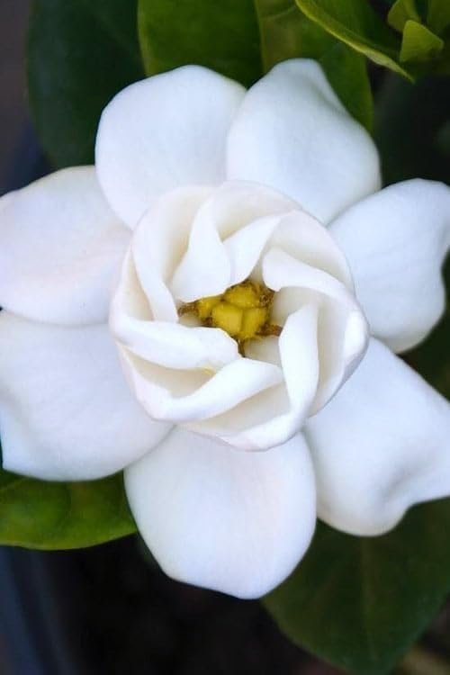 Gardenia Buttons | Extra Large 3 Gallon Plants | Gardenia jasminoides 'Buttons' | Compact Beauty | Intense Fragrance