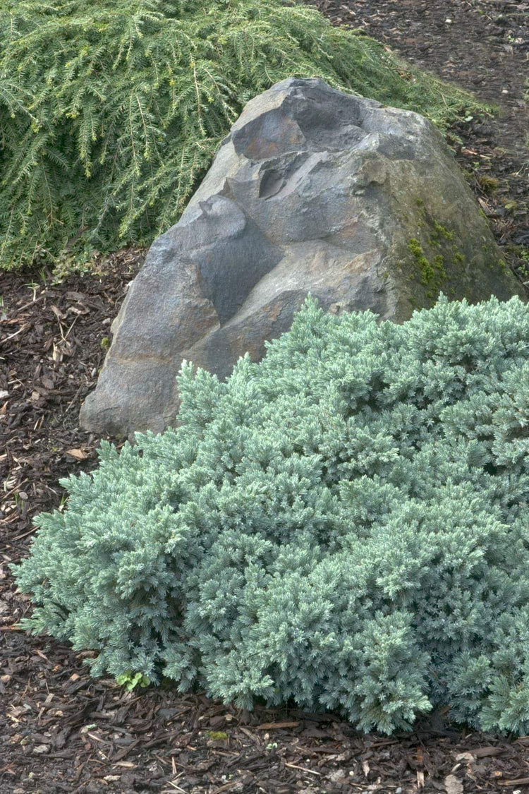 Blue Star Juniper - Live Plants - Juniperus Squamata - Low Maintenance Evergreen Groundcover