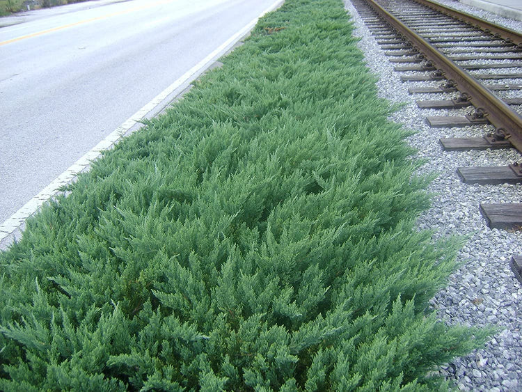 Juniper Parsoni | Large Gallon Size Plants | Juniperus Squamata Expansa Parsons | Drought Tolerant Cold Hardy Evergreen Groundcover