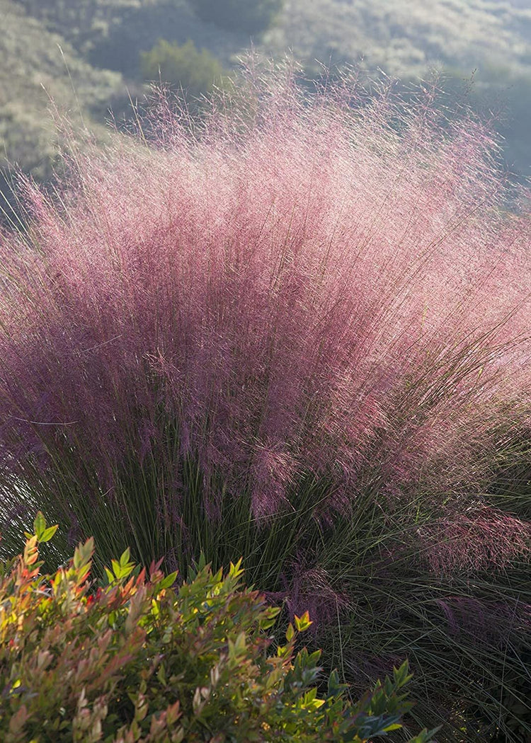 Muhly Grass - Live 1 Gallon Plants - Muhlenbergia Capillaris - Hairawn Muhly | Drought Tolerant Pink Blooming Ornamental Grass