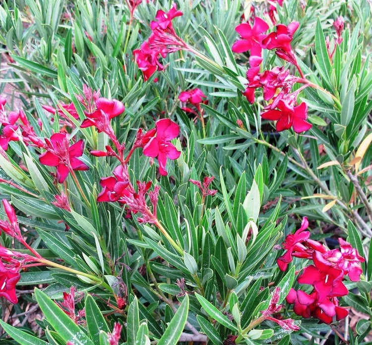 Oleander Red | Extra Large Gallon Plants | Nerium Oleander | Stunning Landscape Addition | Sun-Loving Blooms