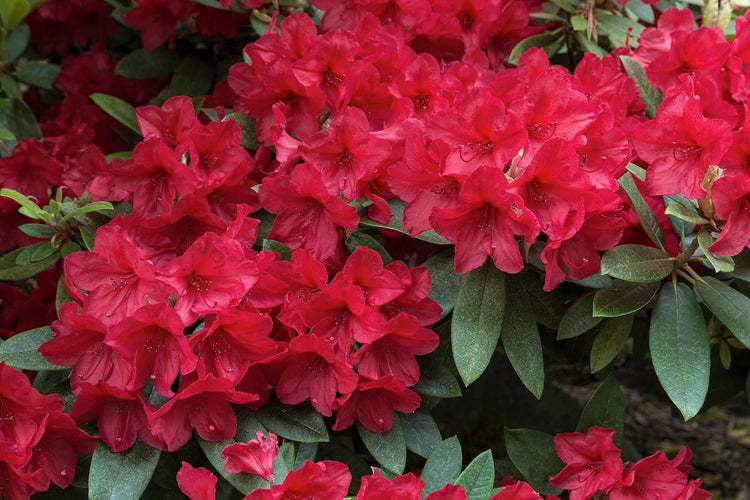 Red Formosa Azalea | Live Plants | Rhododendron Formosa Seedlings | Vibrant Spring Blooms | Ideal for Landscaping & Garden | Hardy & Easy to Grow | Perfect for Outdoor Planting