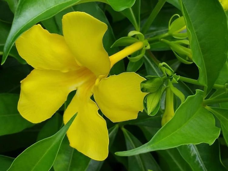 Allamanda Cathartica Golden Butterfly | Live Plants | Vibrant Yellow Trumpet Flowers | Perfect for Outdoor Gardens & Patios | Easy to Grow & Care for