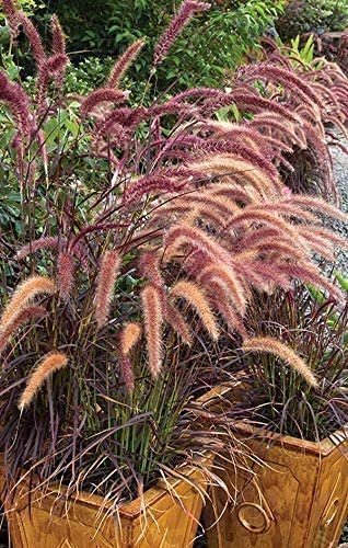 Red Fountain Grass | Live Plants | Pennisetum Setaceum Rubrum | Blooming Ornamental Grass