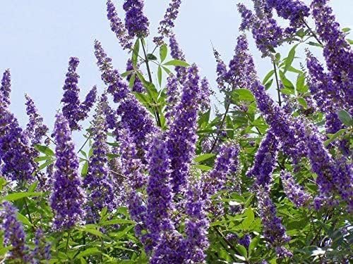 Chaste Tree | Live Seedlings | Texas Lilac Shoal Creek Vitex | Agnus Castus | Purple Flowering Lilac Shrub