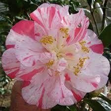 Camellia Japonica Rebel Yell I Extra Large Gallon Plants I White and Pink Stripe Flowering Lush Pink Blooms, Live Plant for Gardens & Patios