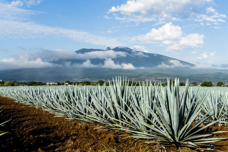 Agave Tequilana | Live Large Size Plants | Blue Weber Tequila Succulent | Drought Tolerant Hardy Ornamental Specimen