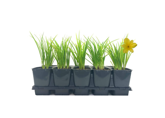 Daylily Yangtze | Live Inch Pots | Hemerocallis Plants | Beautiful Low Maintenance Blooming Groundcover