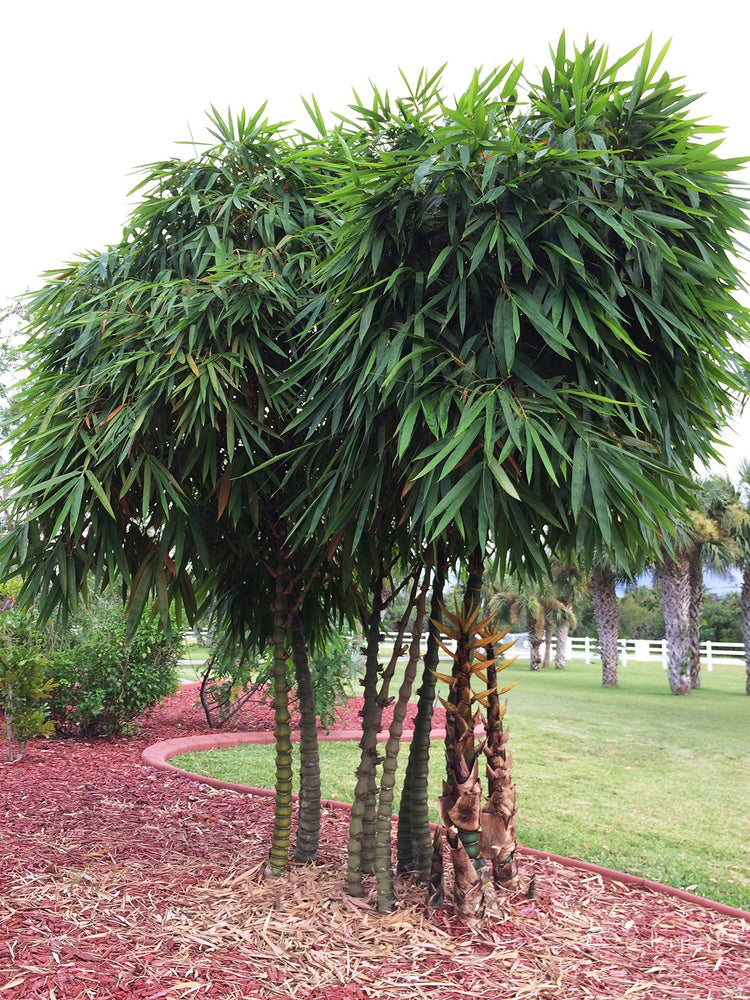 Dwarf Buddha Belly Bamboo | Live Plant | Bambusa Vulgaris Wamin | Beautiful Rare Unique Specimen | Non-Invasive Clumping Bamboo