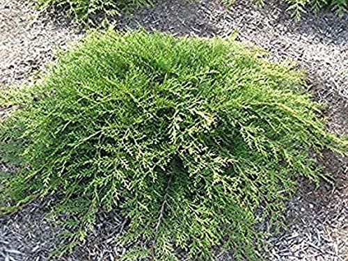 Monna Juniper Sierra Spreader | Live Gallon Size Plant | Juniperus Chinensis | Evergreen Cold Hardy Drought Tolerant Groundcover