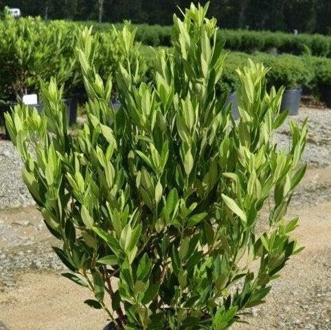 Anise Forest Green | Extra Large Gallon Plants | Illicium parviflorum | Fragrant Foliage | Shade Tolerant