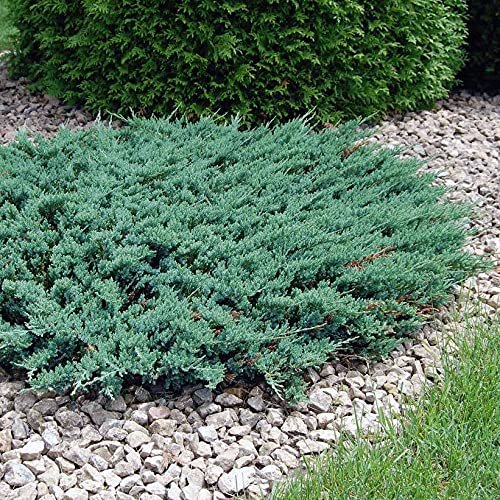 Juniper Blue Chip | Live Inch Pots | Juniperus Horizontalis | Drought Tolerant Cold Hardy Evergreen Groundcover Plants