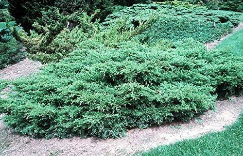 Kallay Juniper - Live Plants - Juniperus Chinensis - Drought Tolerant Cold Hardy Evergreen Ground Cover