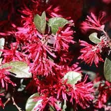 Loropetalum Plum Delight | Extra Large 3 Gallon Plant | Loropetalum Chinense VAR. Rubrum | Lush Landscaping | Garden Accent