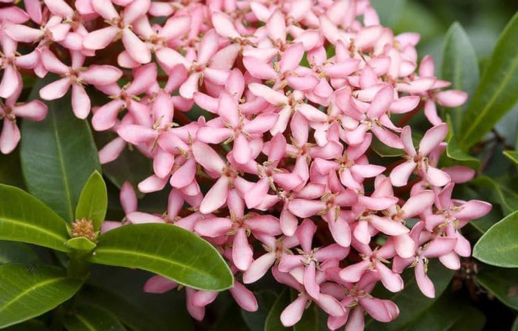 Ixora Dwarf Pink Taiwanensis | Live Plants | Ixora Chinensis | Perfect for Compact Spaces | Vibrant Tropical Blooms