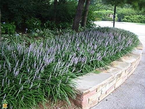 Super Blue Liriope - 10 Live Plants - Drought Tolerant Ground Cover Grass