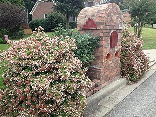 Abelia Chinensis Rose Creek | Large Gallon Size Plants | Flowering Butterfly Attracting Ornamental Shrub