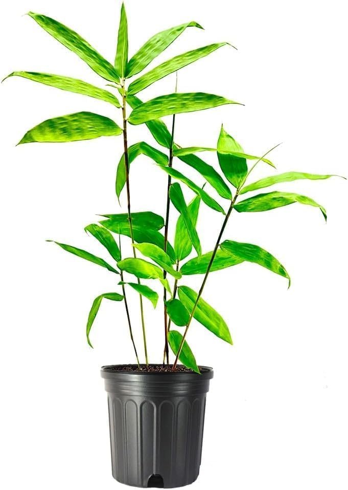 Dendrocalamus Asper Bamboo Plant - Fast-Growing Indoor/Outdoor Giant Bamboo for Landscaping & Green Decor - Eco-Friendly, Live, Pack - Also Known as Dragon/Rough Bamboo