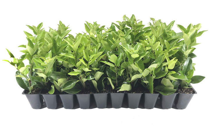 Ligustrum Waxleaf Privet - Live Plants 2" Pot Size - Evergreen Privacy Hedge