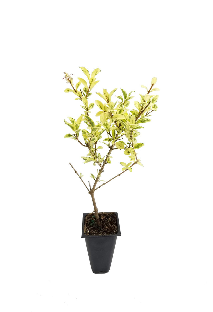 Ligustrum Sinense Variegated - Live Plants - Chinense Privet Sinense - Deciduous Flowering Ornamental Shrub