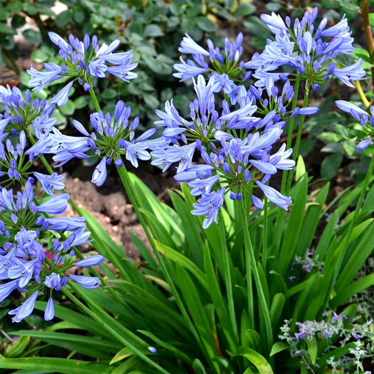 Agapanthus Africans Blue | Extra Large Gallon Plants | Vibrant & Hardy Perennial, Lush, Ornamental Plant with Brilliant Blue Blooms, Ideal for Borders, Containers & Landscape Accents