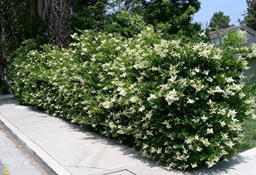 Ligustrum Waxleaf Privet - Live Plants 2" Pot Size - Evergreen Privacy Hedge