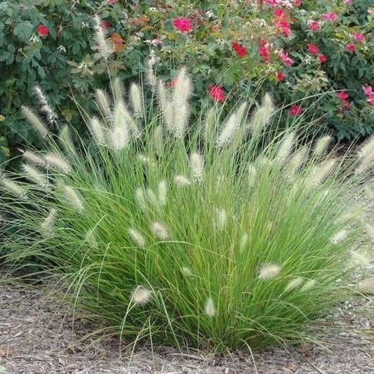 White Fountain Grass | Extra Large 3 Gallon Plants | Pennisetum alopecuroides | Elegant Outdoor Decor | Lush Foliage Accent