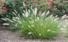 White Fountain Grass | Extra Large Gallon Plants | Pennisetum alopecuroides | Elegant Outdoor Decor | Lush Foliage Accent