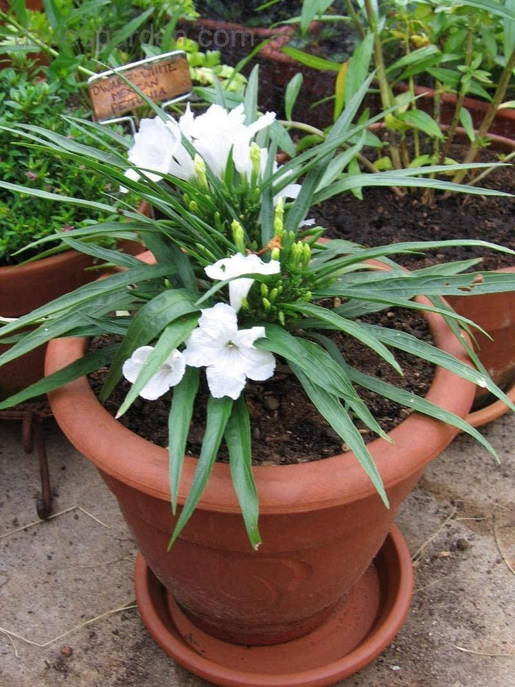 Dwarf Mexican Petunia White | Katie's Dwarf Ruellia Brittoniana | Live Plants