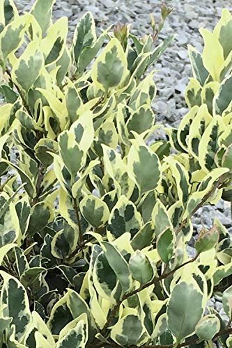 Ligustrum Japonicum Jack Frost Privet - Live Plants - Variegated Evergreen Hedge