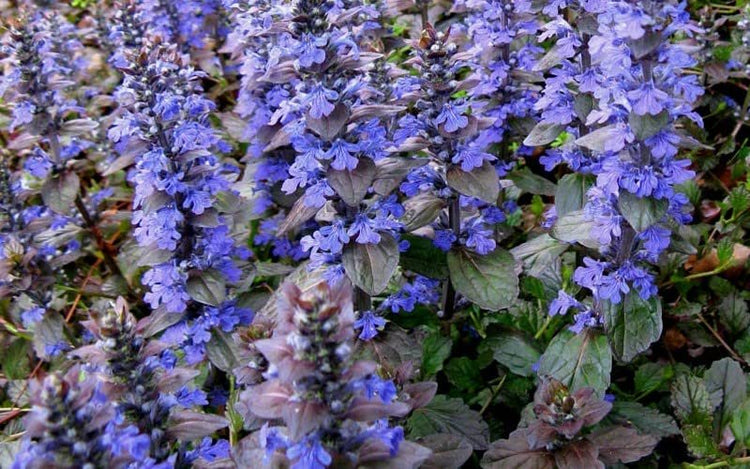 Ajuga Reptans Bronze Beauty | Live Plants | Carpet Bugle | Cold Hardy Shade Tolerant Low Maintenance Groundcover