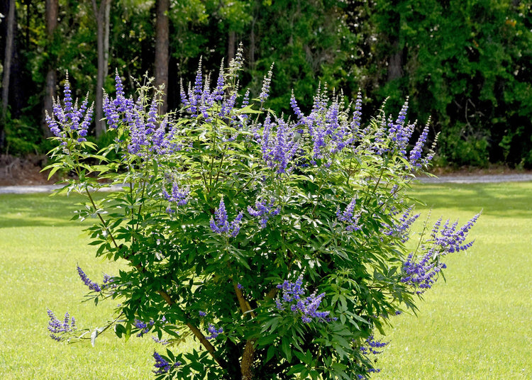 Chaste Tree | Large Gallon Size Pot | Vitex Agnus-Castus | Flowering Ornamental Shrub | Drought-Tolerant Garden Plants