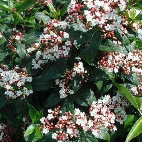 Viburnum Spring Bouquet | Extra Large 3 Gallon Plant | Viburnum Tinus 'Spring Bouquet' | Evergreen Privacy Hedge | Year-Round Interest