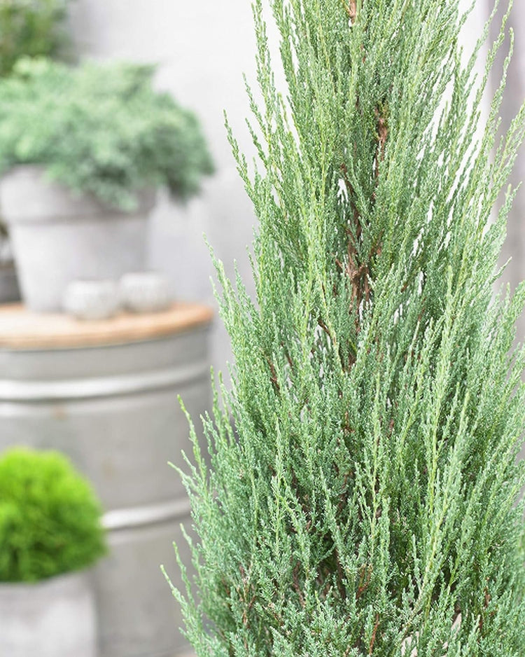 Blue Arrow Juniper | Live Inch Pots | Juniperus Scopulorum | Drought-Tolerant Evergreen | Ideal for Landscaping & Ornamental Use | Low-Maintenance Outdoor Plant