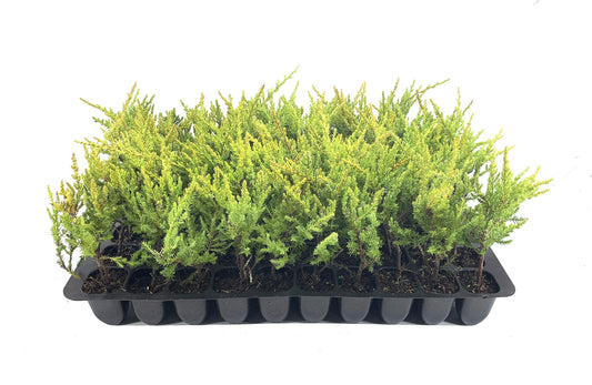 Gold Star Juniper - Live Plants - Juniperus Chinensis - Drought Tolerant Cold Hardy Evergreen Ground Cover