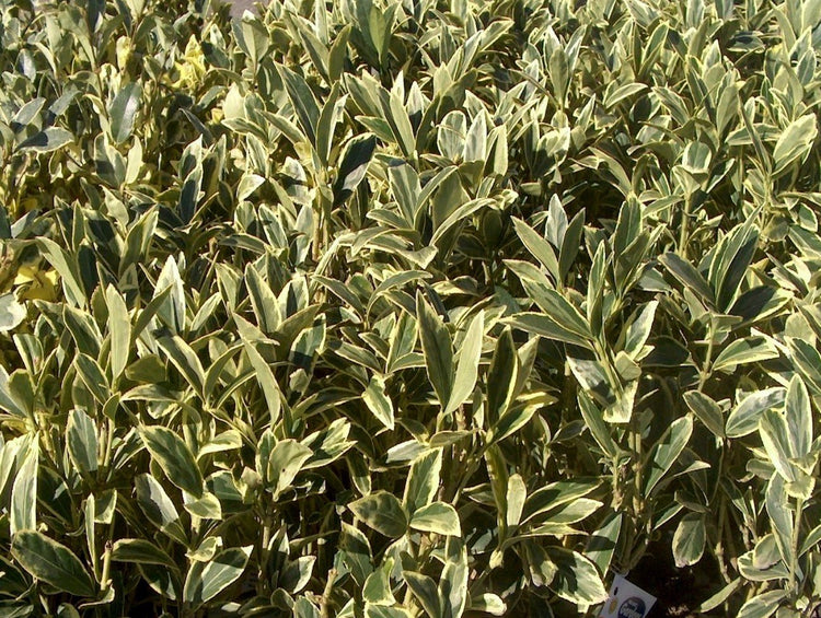 Ligustrum Japonicum Jack Frost Privet - Live Plants - Variegated Evergreen Hedge