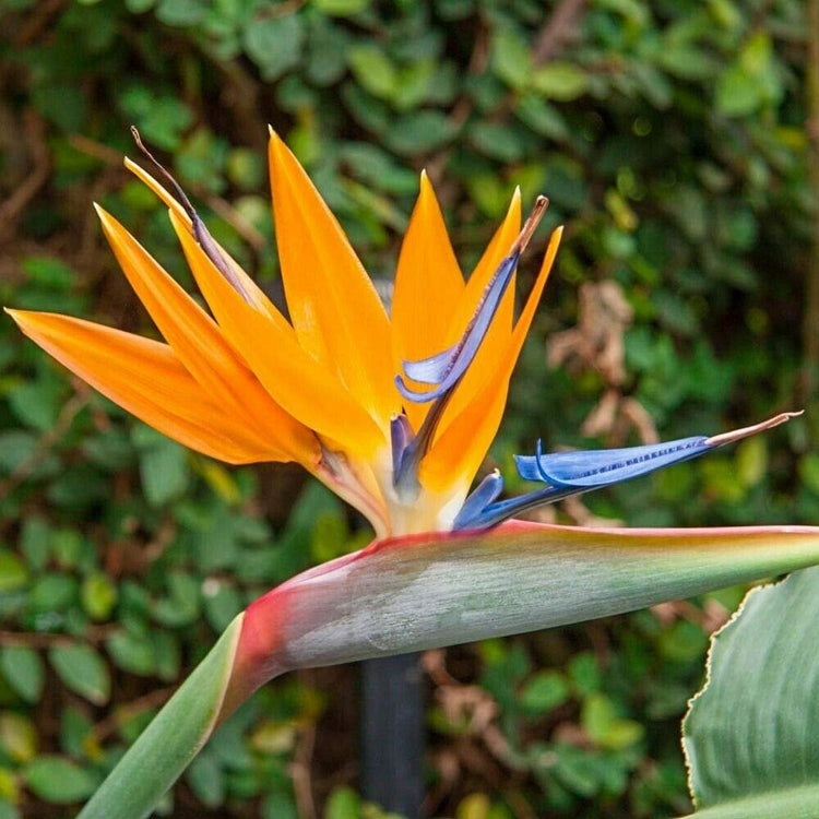 Orange Bird of Paradise | Strelitzia Reginae | Live Plants | Tropical Perennial Blooming Specimen