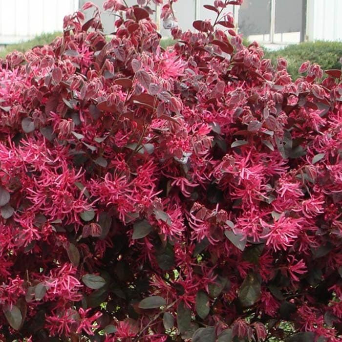 Loropetalum Red Chocolate I Live Plants I Chinese Fringe Flower I Deep Burgundy Foliage with Pink Flower Accents - Low-Maintenance, Drought-Resistant Shrub