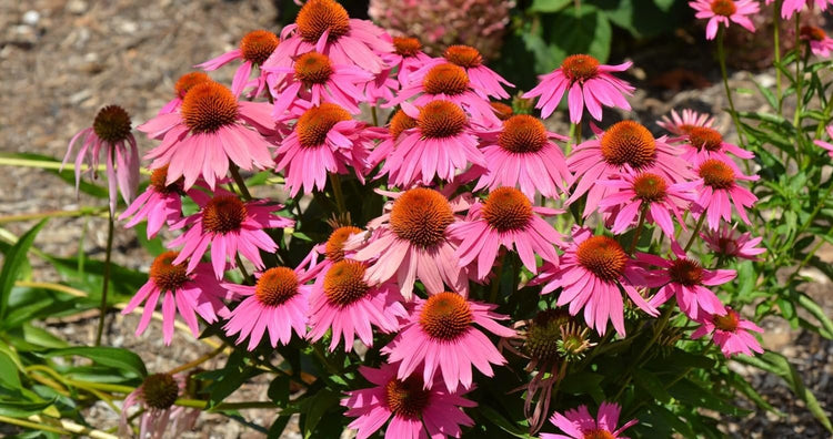 Echinacea 'Kim's Knee High' | Live Plants | Vibrant Pink Blooming Coneflower Perennial Plant | Easy to Grow | Perfect for Pollinator Gardens