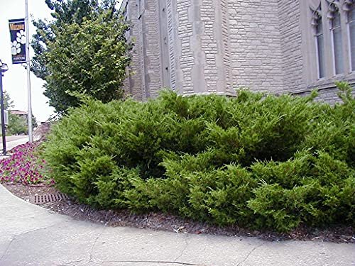 Sea Green Juniper - Live Inch Pots - Juniperus Chinensis - Drought Tolerant Cold Hardy Evergreen Border Screening Plant