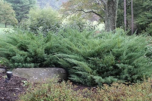 Juniper Nicks Compacta - Live Plants - Juniperus Chinensis - Hardy Evergreen