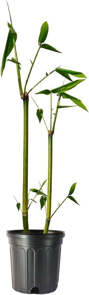 Giant Timber Bamboo | Live Plant | Bambusa Oldhamii | Beautiful Non-Invasive Clumping Bamboo Privacy Screen