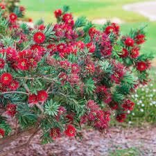 Bottlebrush 'Little John' | Extra Large Gallon Plants | Callistemon citrinus | Attracts Pollinators | Drought Tolerant