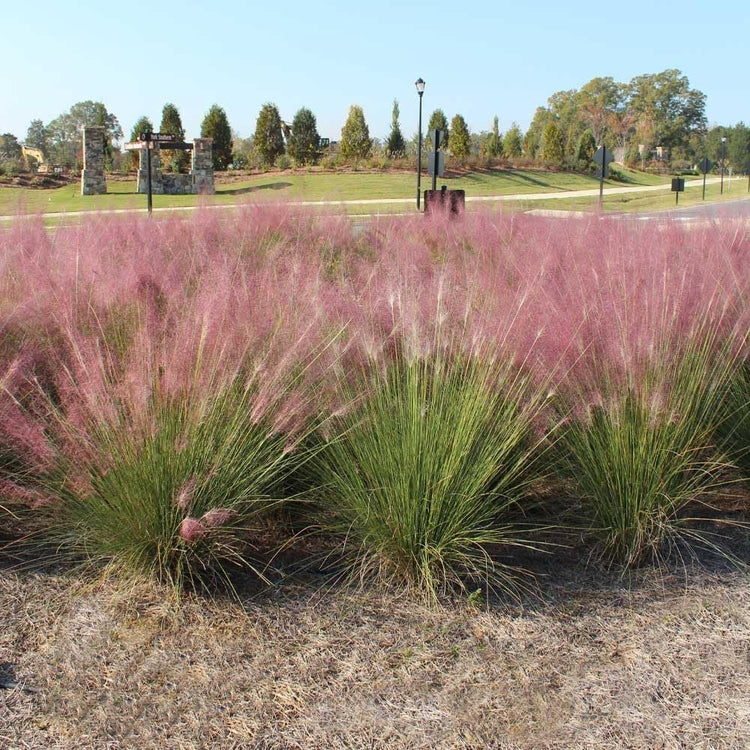 Muhly Grass | Extra Large Gallon Plants | Muhlenbergia capillaris | Landscape Beautification | Garden Elegance